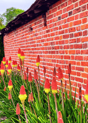 Redhot Poker (Torch Lily) - 40 Seeds