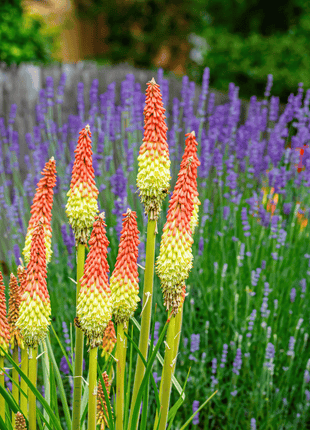 Redhot Poker (Torch Lily) - 40 Seeds