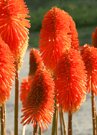 Redhot Poker (Torch Lily) - 40 Seeds