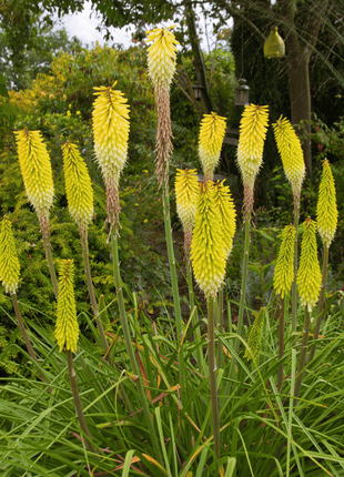 Redhot Poker (Torch Lily) - 40 Seeds