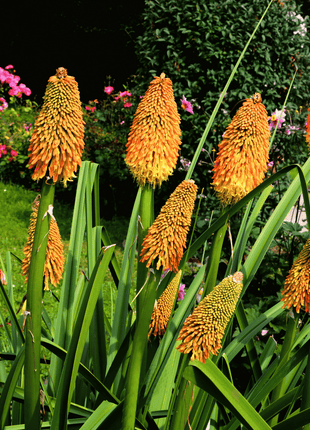 Redhot Poker (Torch Lily) - 40 Seeds