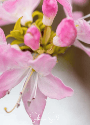 Carolina Azalea Rhododendron – 100 Seeds