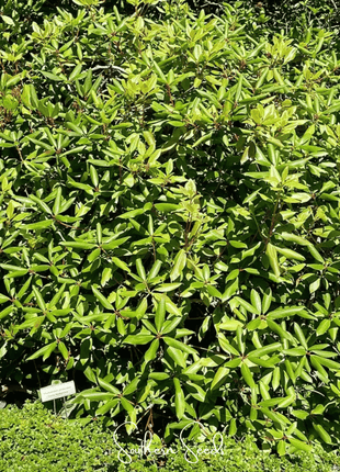 Carolina Azalea Rhododendron – 100 Seeds