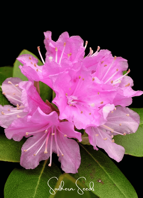 Carolina Azalea Rhododendron – 100 Seeds