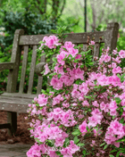 Carolina Azalea Rhododendron – 100 Seeds