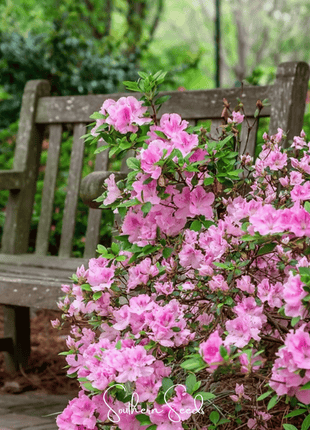 Carolina Azalea Rhododendron – 100 Seeds
