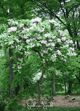 Fortune Rhododendron – 100 Seeds