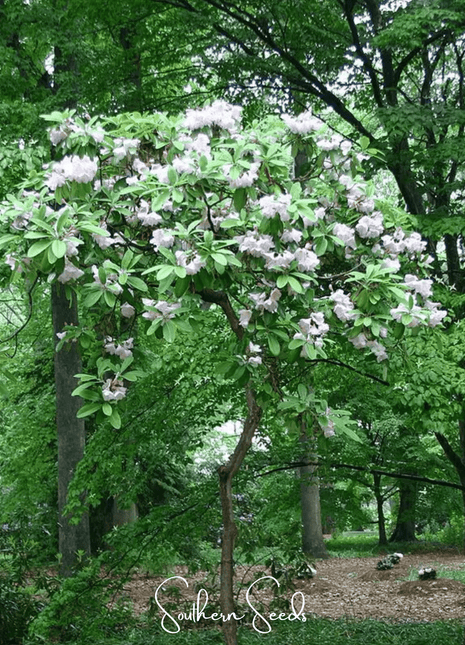Fortune Rhododendron – 100 Seeds