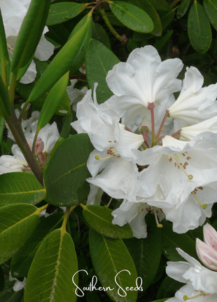 Fortune Rhododendron – 100 Seeds