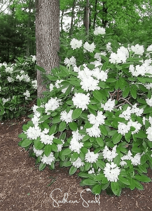 Fortune Rhododendron – 100 Seeds