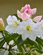 Fortune Rhododendron – 100 Seeds