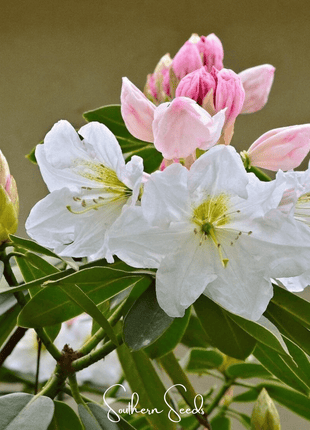 Fortune Rhododendron – 100 Seeds