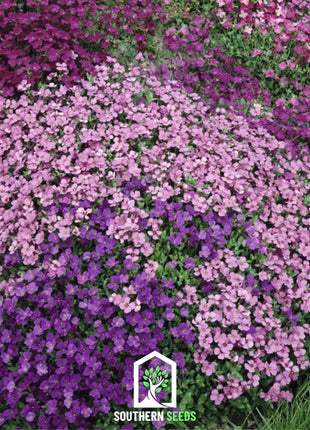 Royal Rockcress Mix – 100 Seeds