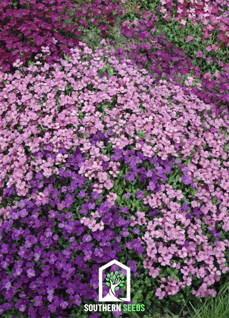 Royal Rockcress Mix – 100 Seeds