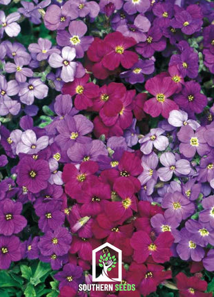 Royal Rockcress Mix – 100 Seeds
