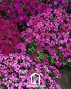 Royal Rockcress Mix – 100 Seeds
