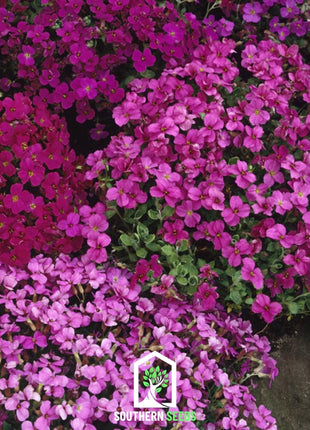 Royal Rockcress Mix – 100 Seeds