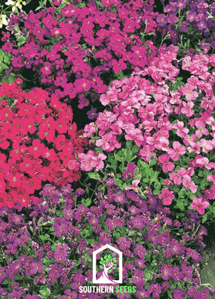 Royal Rockcress Mix – 100 Seeds