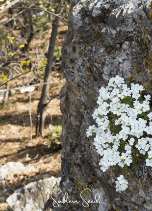 White Rockcress – 250 Seeds