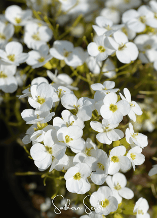 White Rockcress – 250 Seeds