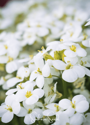 White Rockcress – 250 Seeds