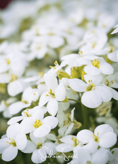 White Rockcress – 250 Seeds