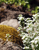White Rockcress – 250 Seeds