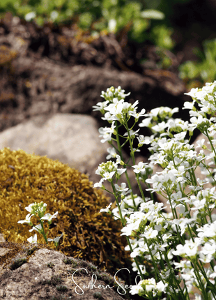 White Rockcress – 250 Seeds
