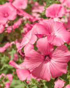 Loveliness Rose Mallow – 50 Seeds