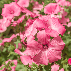 Collection image for: Rose Mallow