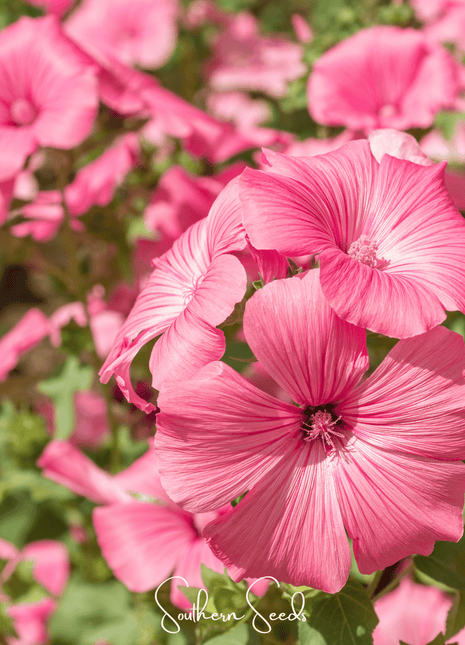 Loveliness Rose Mallow – 50 Seeds