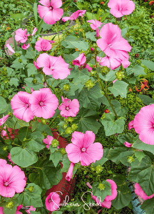 Loveliness Rose Mallow – 50 Seeds