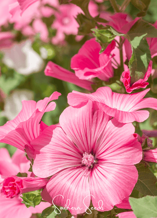 Loveliness Rose Mallow – 50 Seeds