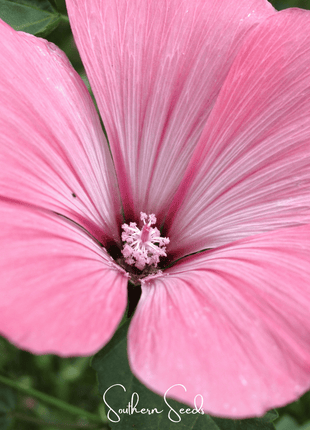 Loveliness Rose Mallow – 50 Seeds