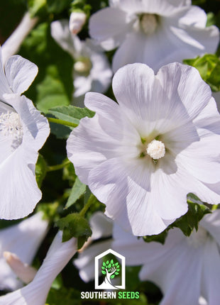 Rose Mallow Mix – 50 Seeds