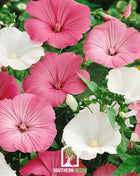 Rose Mallow Mix – 50 Seeds