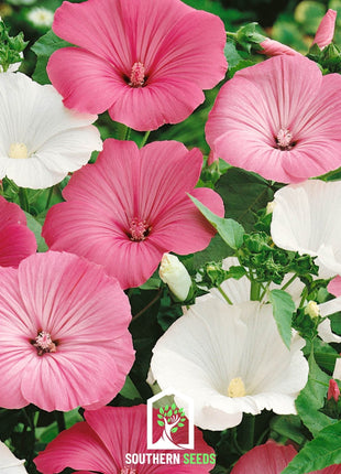 Rose Mallow Mix – 50 Seeds