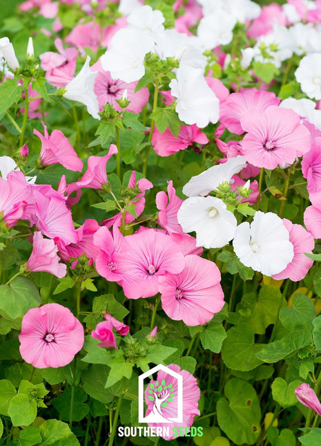 Rose Mallow Mix – 50 Seeds