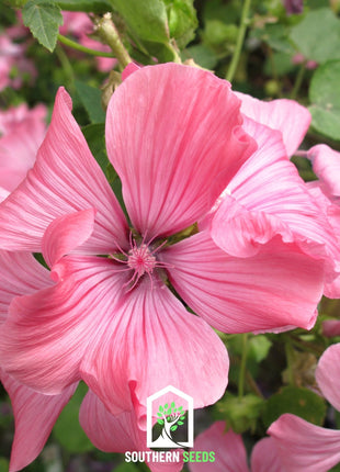 Rose Mallow Mix – 50 Seeds