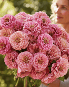 Rose Zinnia – 100 Seeds