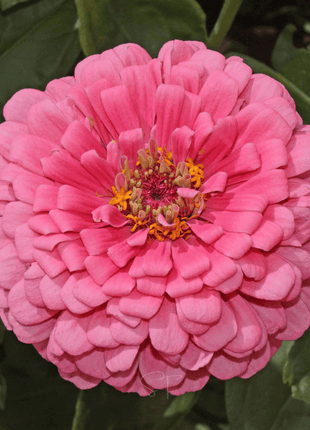 Rose Zinnia – 100 Seeds