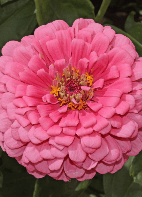 Rose Zinnia – 100 Seeds