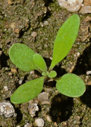 Royal Carpet Alyssum – 100 Seeds