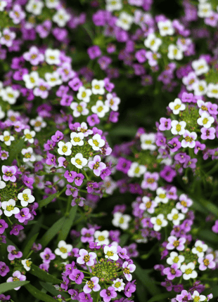 Royal Carpet Alyssum – 100 Seeds
