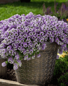 Royal Carpet Alyssum – 100 Seeds