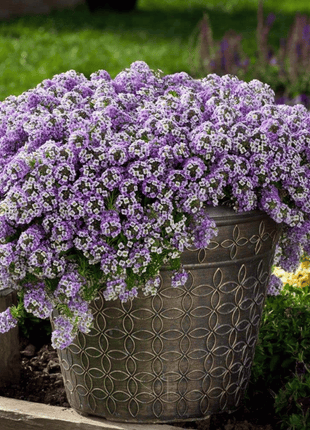 Royal Carpet Alyssum – 100 Seeds