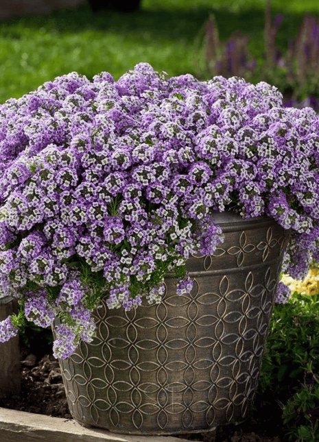 Royal Carpet Alyssum – 100 Seeds