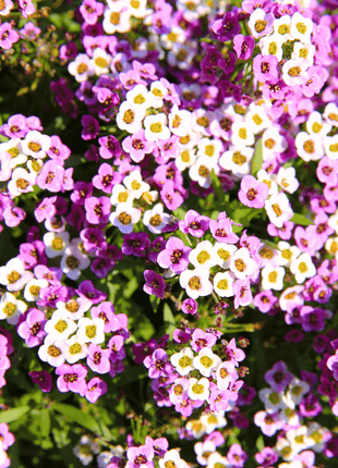 Royal Carpet Alyssum – 100 Seeds
