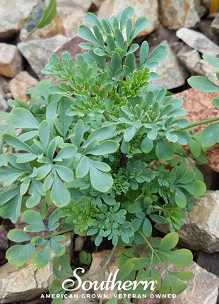 Rue – 100 Seeds