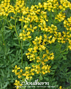 Rue – 100 Seeds